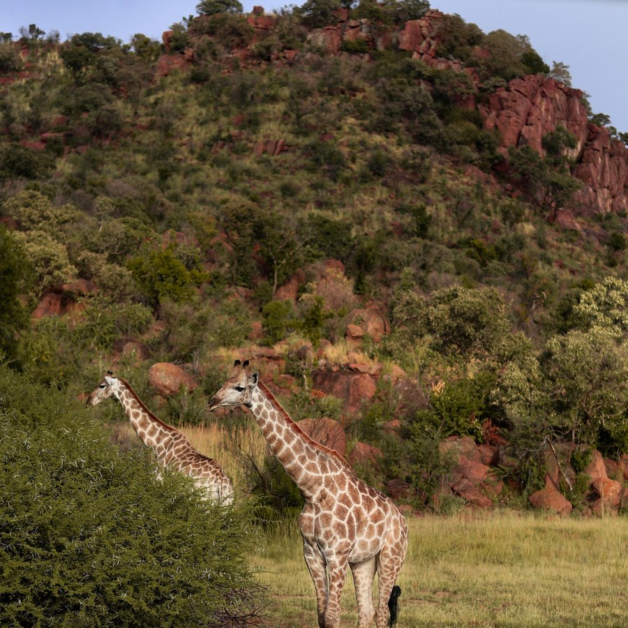 Red cliff and green valley