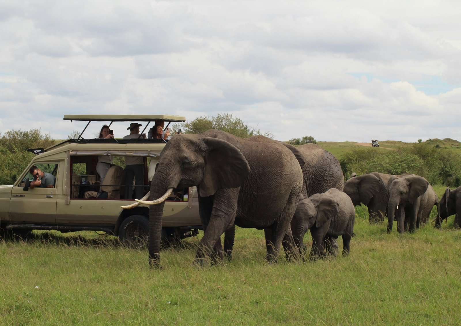 Safari vehicle meets an elephant in the bush