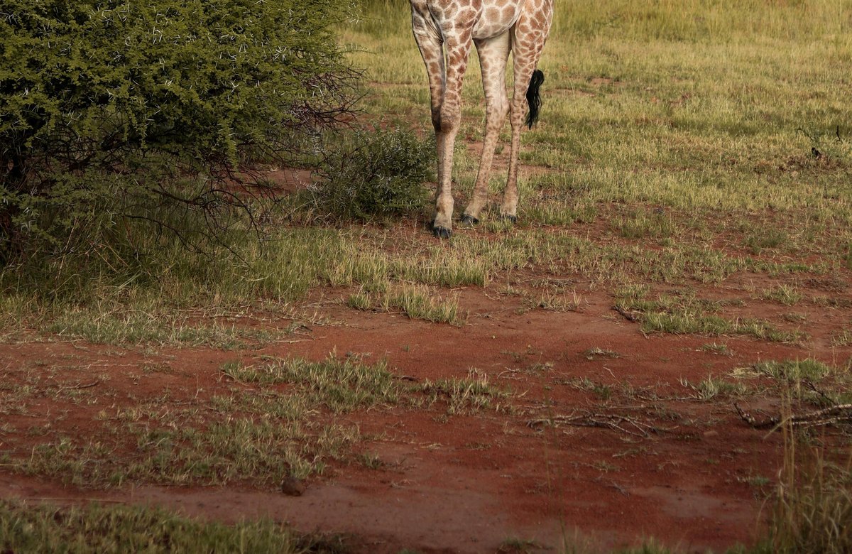 Giraffe in front of mesa
